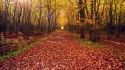 hd wallpapers autumn forest path wallpaper in 1600x900 wallpaper
