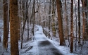 nature landscapeswidewallpaperlovely path in the forest in winter19635