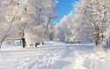 snow winter tree path 1800x2880